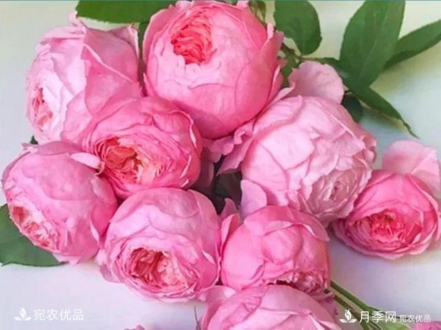 熱門(mén)50種月季花品種展示，每一種養(yǎng)法還不一樣快來(lái)看看！(圖22)