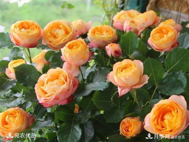 熱門(mén)50種月季花品種展示，每一種養(yǎng)法還不一樣快來(lái)看看！(圖11)