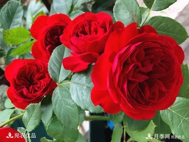 熱門(mén)50種月季花品種展示，每一種養(yǎng)法還不一樣快來(lái)看看！(圖15)