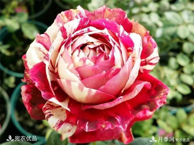 熱門(mén)50種月季花品種展示，每一種養(yǎng)法還不一樣快來(lái)看看！(圖14)