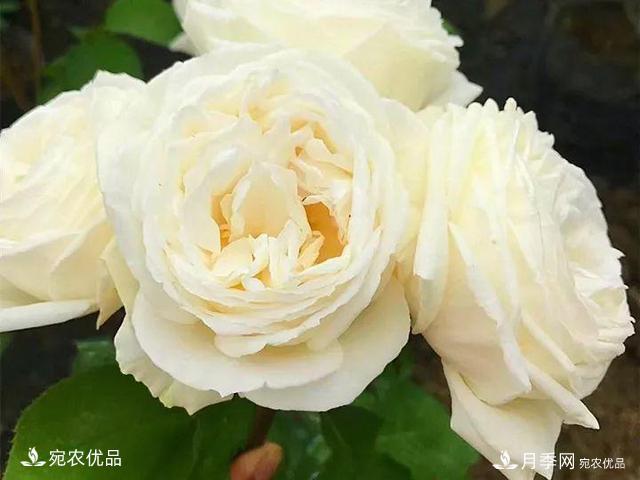 熱門(mén)50種月季花品種展示，每一種養(yǎng)法還不一樣快來(lái)看看！(圖21)