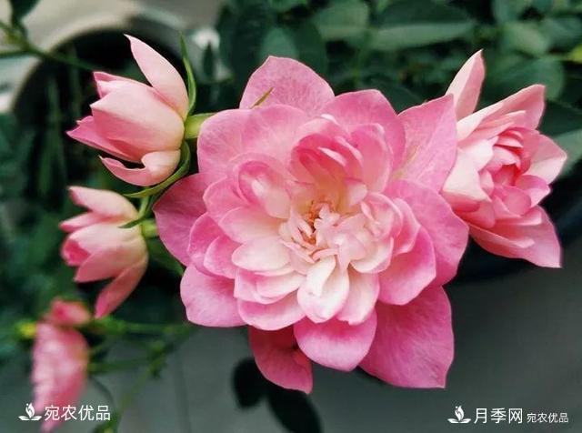 熱門(mén)50種月季花品種展示，每一種養(yǎng)法還不一樣快來(lái)看看！(圖20)