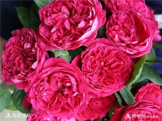 熱門(mén)50種月季花品種展示，每一種養(yǎng)法還不一樣快來(lái)看看！(圖16)