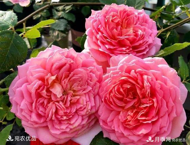 熱門(mén)50種月季花品種展示，每一種養(yǎng)法還不一樣快來(lái)看看！(圖26)