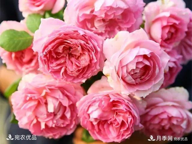 熱門(mén)50種月季花品種展示，每一種養(yǎng)法還不一樣快來(lái)看看！(圖27)