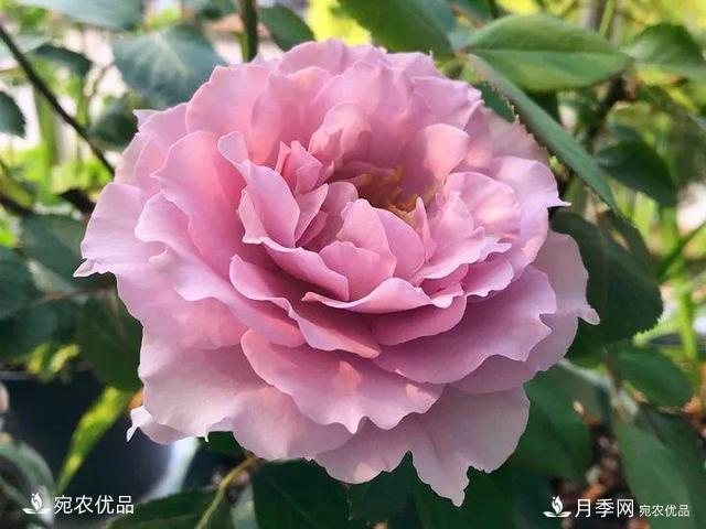 熱門(mén)50種月季花品種展示，每一種養(yǎng)法還不一樣快來(lái)看看！(圖32)