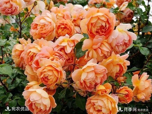 熱門(mén)50種月季花品種展示，每一種養(yǎng)法還不一樣快來(lái)看看！(圖24)