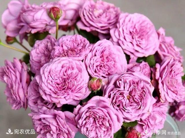 熱門(mén)50種月季花品種展示，每一種養(yǎng)法還不一樣快來(lái)看看！(圖31)