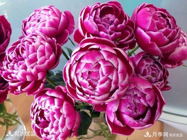 熱門(mén)50種月季花品種展示，每一種養(yǎng)法還不一樣快來(lái)看看！(圖29)