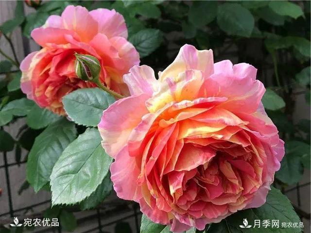 熱門(mén)50種月季花品種展示，每一種養(yǎng)法還不一樣快來(lái)看看！(圖28)