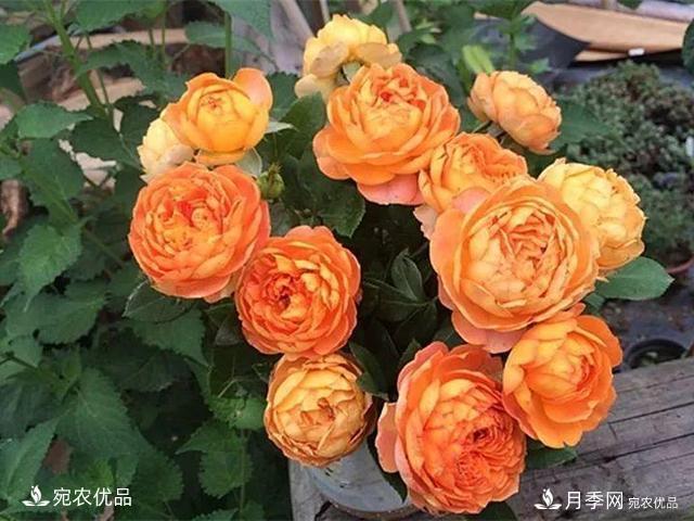 熱門(mén)50種月季花品種展示，每一種養(yǎng)法還不一樣快來(lái)看看！(圖36)