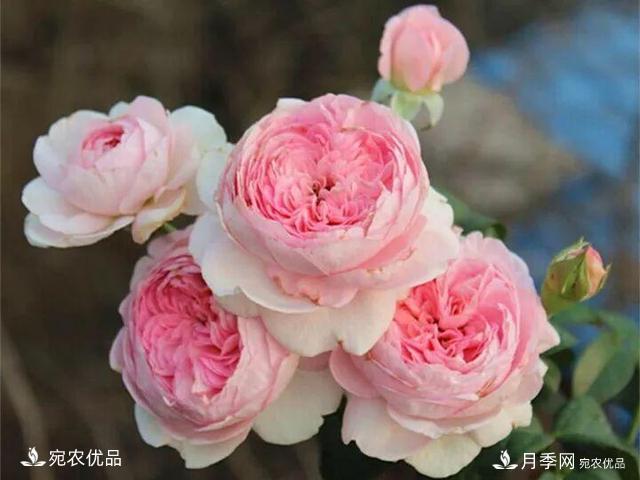熱門(mén)50種月季花品種展示，每一種養(yǎng)法還不一樣快來(lái)看看！(圖37)