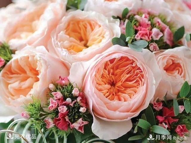 熱門(mén)50種月季花品種展示，每一種養(yǎng)法還不一樣快來(lái)看看！(圖34)