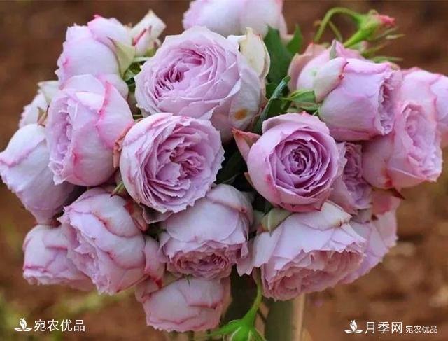 熱門(mén)50種月季花品種展示，每一種養(yǎng)法還不一樣快來(lái)看看！(圖35)