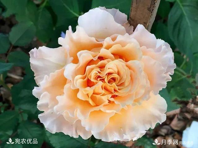 熱門(mén)50種月季花品種展示，每一種養(yǎng)法還不一樣快來(lái)看看！(圖33)
