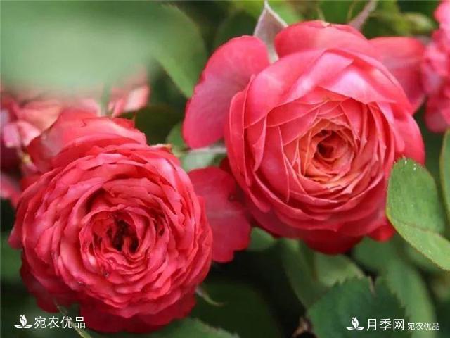 熱門(mén)50種月季花品種展示，每一種養(yǎng)法還不一樣快來(lái)看看！(圖43)