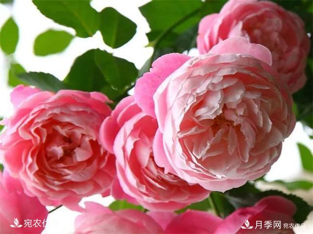 熱門(mén)50種月季花品種展示，每一種養(yǎng)法還不一樣快來(lái)看看！(圖47)