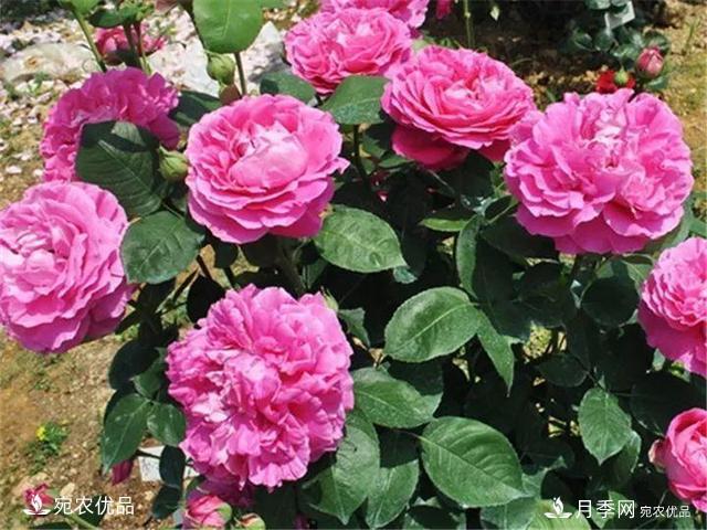 熱門(mén)50種月季花品種展示，每一種養(yǎng)法還不一樣快來(lái)看看！(圖42)