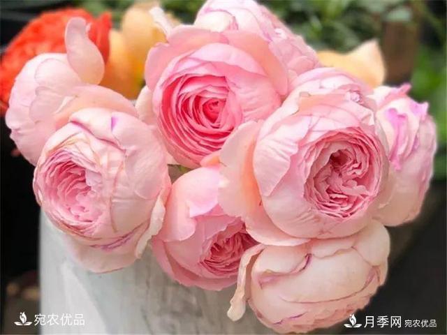 熱門(mén)50種月季花品種展示，每一種養(yǎng)法還不一樣快來(lái)看看！(圖39)