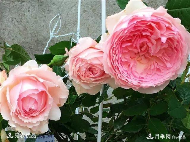 熱門(mén)50種月季花品種展示，每一種養(yǎng)法還不一樣快來(lái)看看！(圖48)