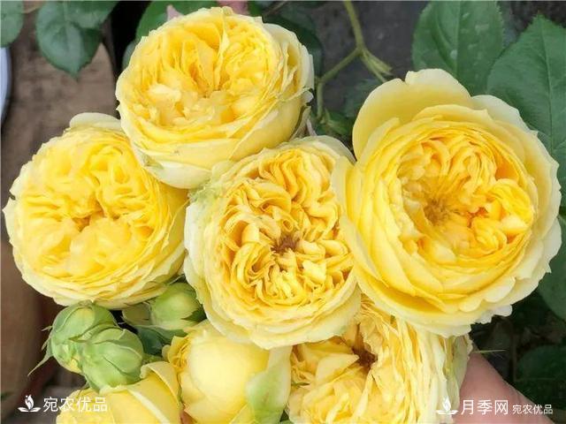 熱門(mén)50種月季花品種展示，每一種養(yǎng)法還不一樣快來(lái)看看！(圖45)