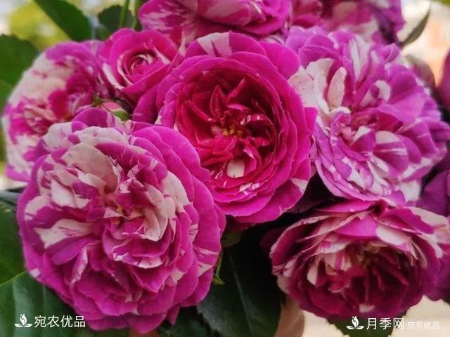 熱門(mén)50種月季花品種展示，每一種養(yǎng)法還不一樣快來(lái)看看！(圖49)