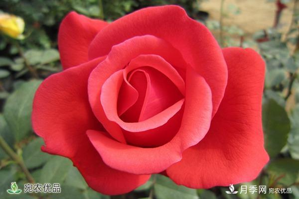 盤點(diǎn)五種大花月季，每一款都花香濃郁，花朵有巴掌大(圖1)