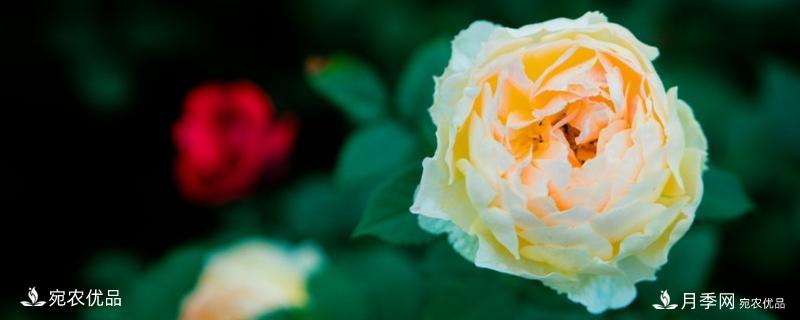 還是容易分的，月季花和薔薇花的區(qū)別(圖1)