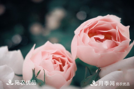 還是容易分的，月季花和薔薇花的區(qū)別(圖7)