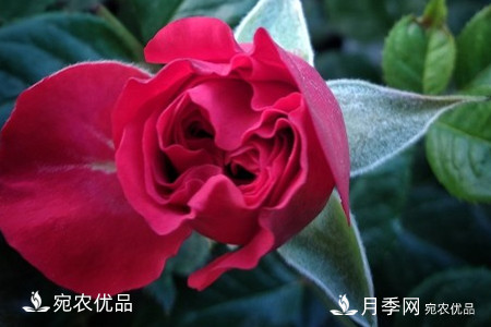 還是容易分的，月季花和薔薇花的區(qū)別(圖4)