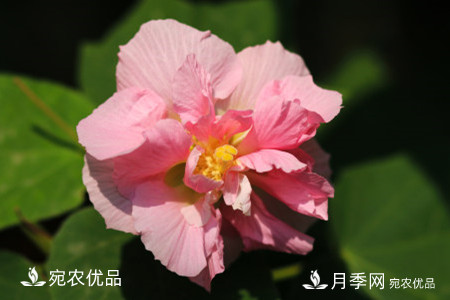 還是容易分的，月季花和薔薇花的區(qū)別(圖6)