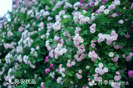 還是容易分的，月季花和薔薇花的區(qū)別(圖3)