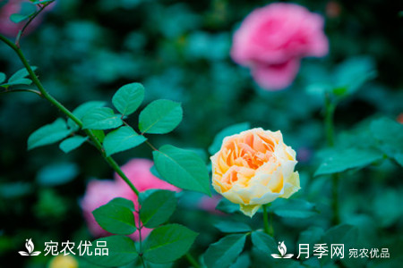 還是容易分的，月季花和薔薇花的區(qū)別(圖2)