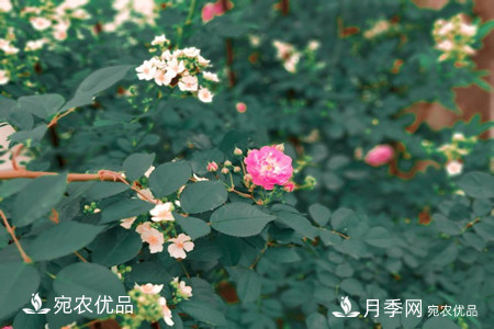 還是容易分的，月季花和薔薇花的區(qū)別(圖5)