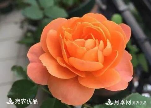 花靚期長量大耐抗性好的月季品種推薦(圖5)