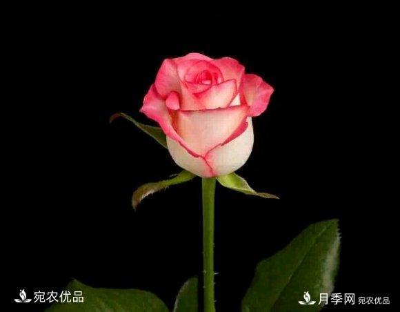 月季冷門小知識，看完發(fā)現(xiàn)原來自己根本不認(rèn)識月季(圖3)