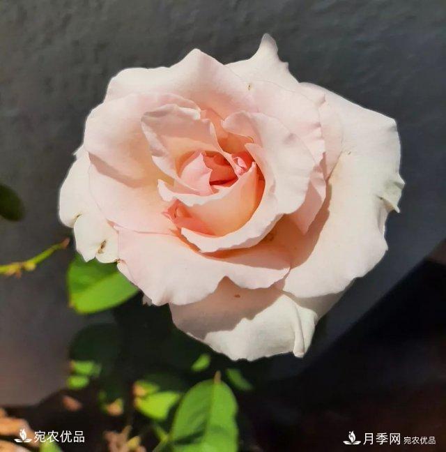 月季冷門小知識，看完發(fā)現(xiàn)原來自己根本不認(rèn)識月季(圖11)