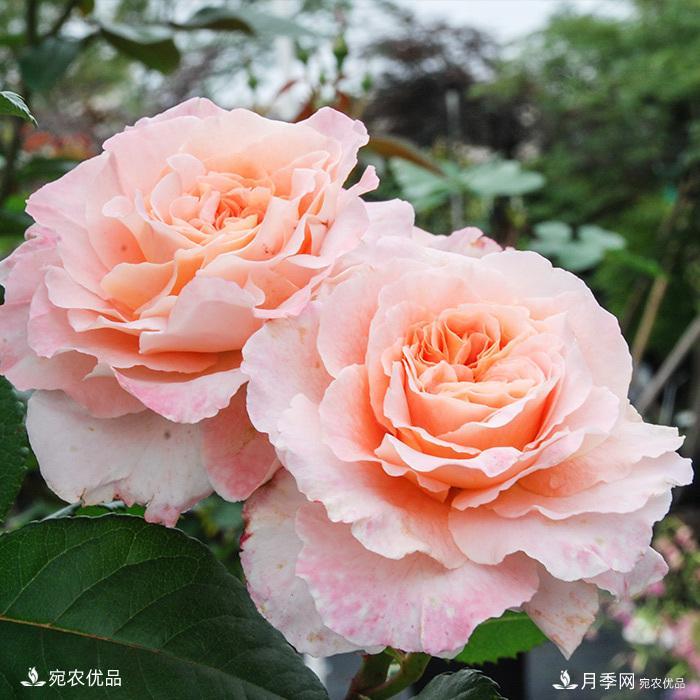 推薦15款超高顏值歐月品種，多季開(kāi)花繽紛多姿(圖13)