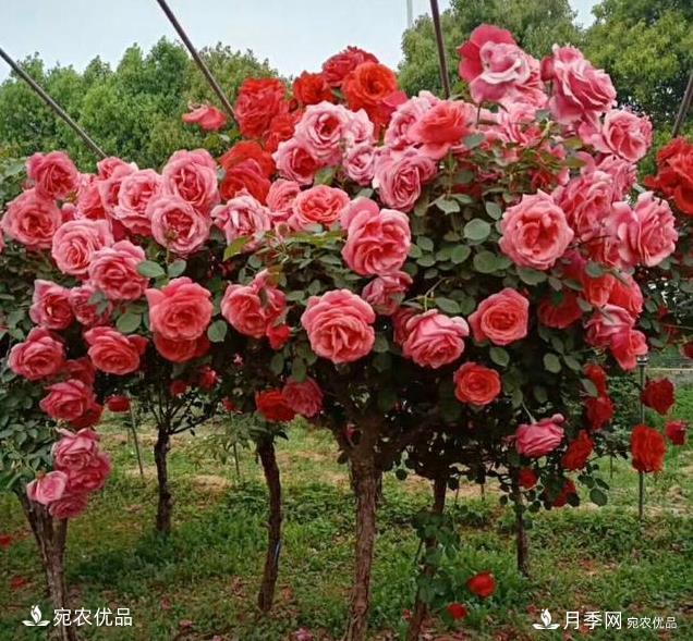 月季品種那么多，為什么中國月季越來越?jīng)]有地位沒有市場？(圖2)