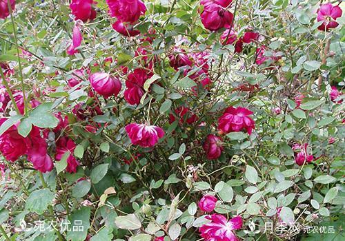 月季強(qiáng)筍怎么處理？(圖2)