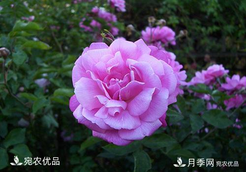 月季強(qiáng)筍怎么處理？(圖3)