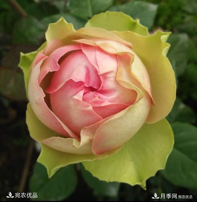 3個(gè)“僵尸”月季品種，選擇需謹(jǐn)慎，僵苞爛苞是常態(tài)(圖1)