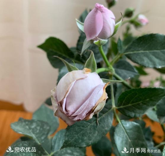 3個(gè)“僵尸”月季品種，選擇需謹(jǐn)慎，僵苞爛苞是常態(tài)(圖4)