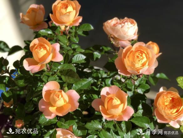 50種經(jīng)典月季品種全整理，南陽月季花開美爆了！一定要養(yǎng)(圖3)