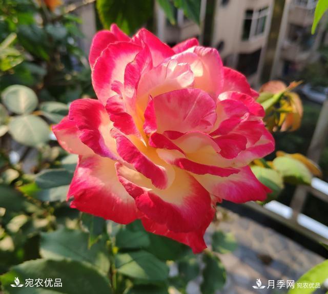 50種經(jīng)典月季品種全整理，南陽月季花開美爆了！一定要養(yǎng)(圖4)