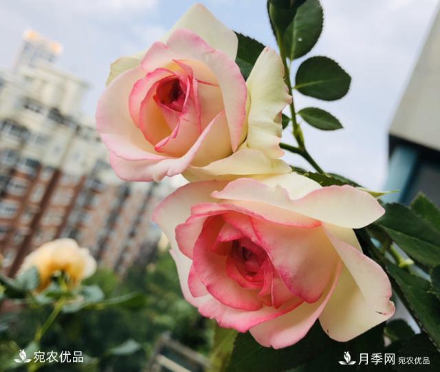50種經(jīng)典月季品種全整理，南陽月季花開美爆了！一定要養(yǎng)(圖9)