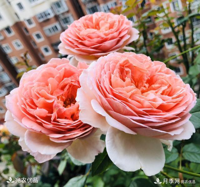 50種經(jīng)典月季品種全整理，南陽月季花開美爆了！一定要養(yǎng)(圖17)