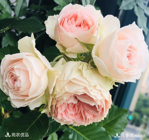 50種經(jīng)典月季品種全整理，南陽月季花開美爆了！一定要養(yǎng)(圖13)