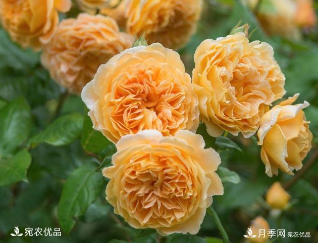 50種經(jīng)典月季品種全整理，南陽月季花開美爆了！一定要養(yǎng)(圖5)