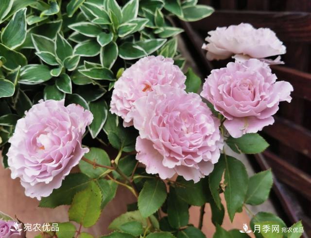 50種經(jīng)典月季品種全整理，南陽月季花開美爆了！一定要養(yǎng)(圖11)